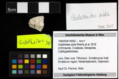 Foto (Objekt + Etiketten) von Galatheites aiola (Robins et al., 2016) 